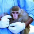 Opičí astronaut v náruči vědce