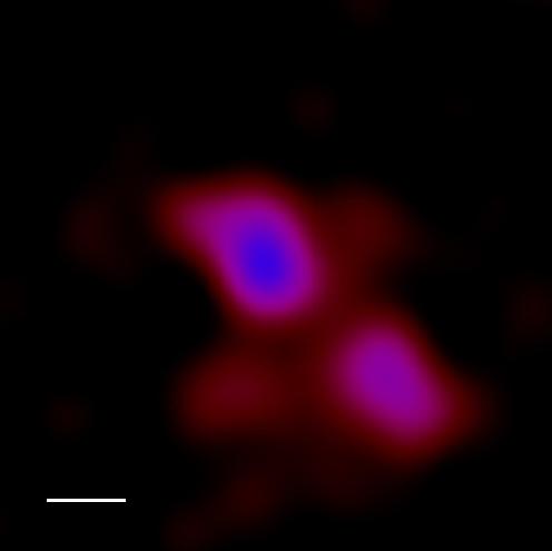 Uprostřed upraveného kompozitního snímku v rentgenové oblasti (2-10 keV) je aktivní jádro galaxie J1329+3234, vpravo dole od něj další vzdálenější jádro (měřeno pomocí detektoru XMM-Newton už v červnu 2013). Měřítko vlevo dole označuje velikost 10 úhlových vteřin (na vzdálenost 200 milionů světelných let je to asi 3,3 kiloparseku). Sever je nahoře, východ vlevo.