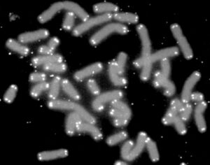 Lidské chromozomy(šedé) s bíle vyznačenými telomerami