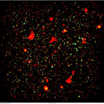 Na obrázku jsou jako malé bodové zdorje asi dva tisíce supermasivních aktivních černých děr. Mimo to je tu více než sto galaktických kup, které vypadají jako větší fleky hlavně červené a žluté barvy.