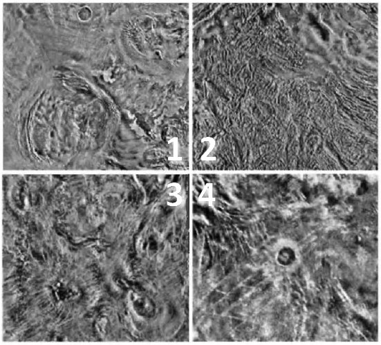1: koróny Anahita a Pomora, 2: Fortuna Tessera, 3: Arachnoidy v oblasti Bereghinya, 4: kráter Duncan. Veněra 15 a 16. Don P. Mitchell