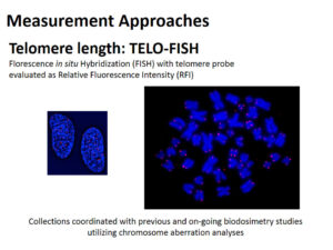 Výzkum délky telomer