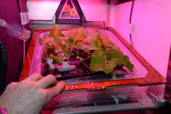 Skleník je v naší evropské laboratoři Columbus a září růžově, jelikož vědci zjistili, že načervenalé světlo je pro růst rostlin nejdůležitější. Pěstování rostlin ve vesmíru není jednoduché, ale veškerý výzkum a technologie, které používáme, může být přímo použito na Zemi, jelikož našim cílem je vypěstovat zeleninu za pomoci nejmenšího možného množství energie a zdrojů.