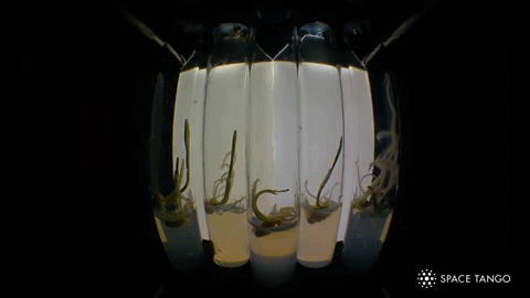 Klíčení ječmene na ISS v rámci experimentu Barley Germination, který vynesl Dragon na misi CRS-13.