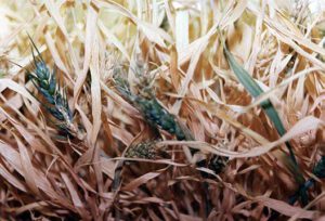 Pšenice vypěstovaná na palubě Miru