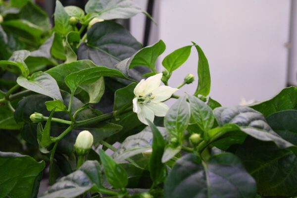 V detailu je vidět, že papričky nejen kvetou, ale už tam jsou i malinké zelené plody. Zdroj: flickr.com