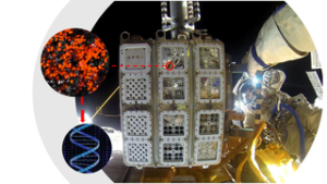 Dehydrované buňky Chroococcidiopsis exponované v zařízení EXPOSE-R2 mimo ISS