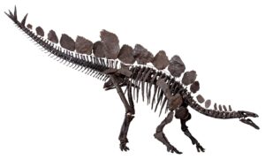 Planeta VHS 1256 b je stará zhruba stejně jako tento Stegosaurus vystavený v Přírodopisném muzeu v Londýne. Mimochodem věděli jste, že vás, jakožto dnes žijící lidi dělí od Tyrannosaurů kratší časový úsek, než právě Stegosaury? 
