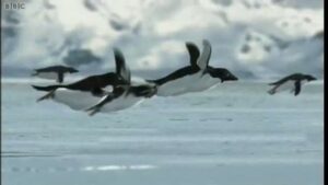 Létající tučňáci, jeden z nejlepších aprílových žertů prvního desetiletí 21.století.