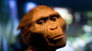 Rekonstrukce Australopitheca Lucy.