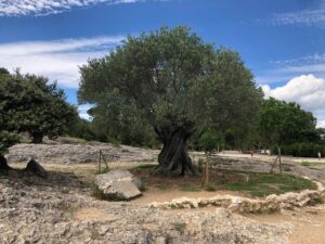 Místní nejstarší olivovník