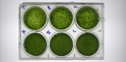 Test růstu mikrořasy Desmodesmus armatus v hydrogelu