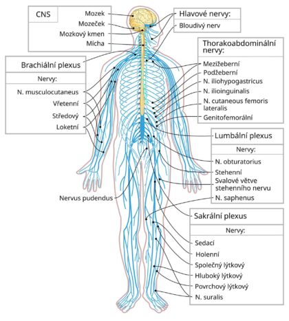 Diagram nervové soustavy člověka