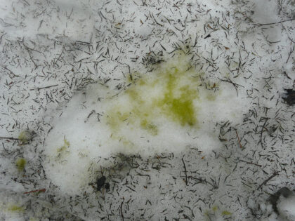 Sněžné zelené řasy vytvářející v Krkonoších zelený sníh.