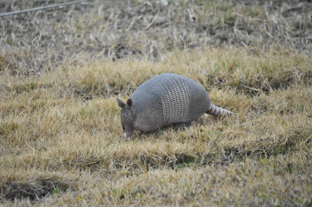 Na neobvyklou sestavu kosmických raket se přilezl podívat i pásovec