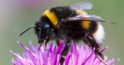 Čmeláci pochopitelně létat umí a mohou, to žádný seriózní fyzik, ani biolog nikdy vážně nezpochybňovali.