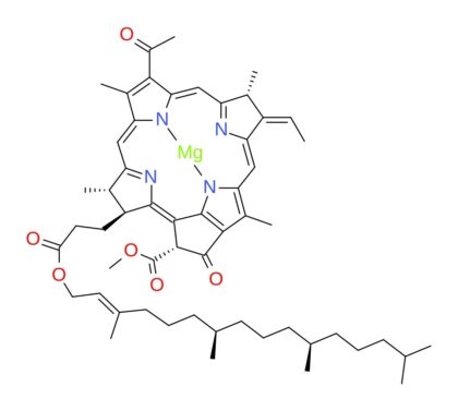Bakteriochlorofyl (zdroj: Wikipedia)